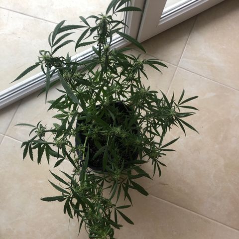 Dr. Greenspoon  growlog timeline photo