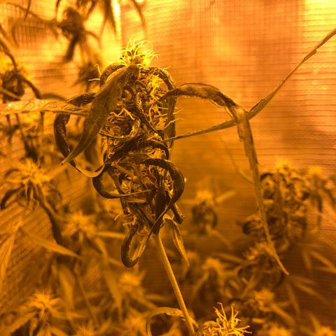 Dr. Greenspoon  growlog timeline photo