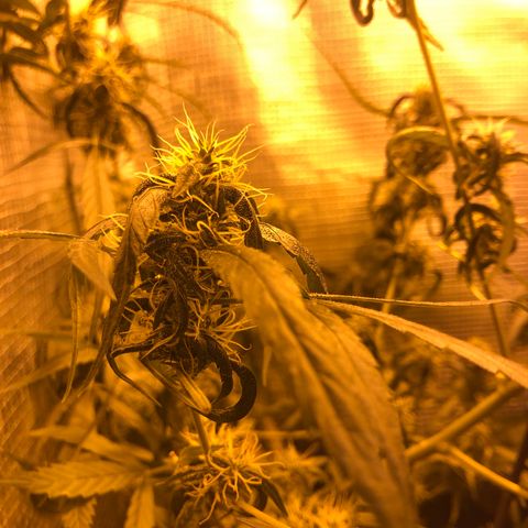 Dr. Greenspoon  growlog timeline photo