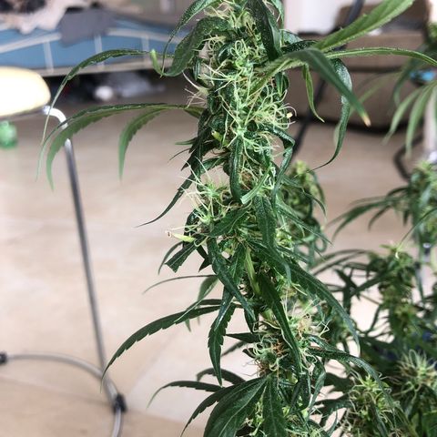 Dr. Greenspoon  growlog timeline photo