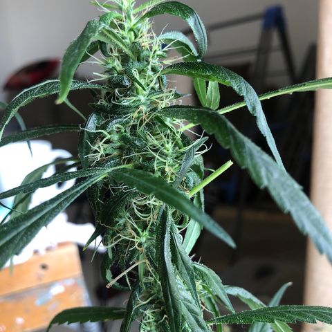 Dr. Greenspoon  growlog timeline photo