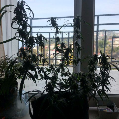 Dr. Greenspoon  growlog timeline photo