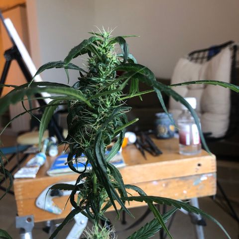 Dr. Greenspoon  growlog timeline photo