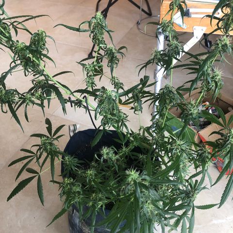 Dr. Greenspoon  growlog timeline photo