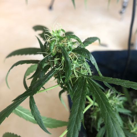 Dr. Greenspoon  growlog timeline photo