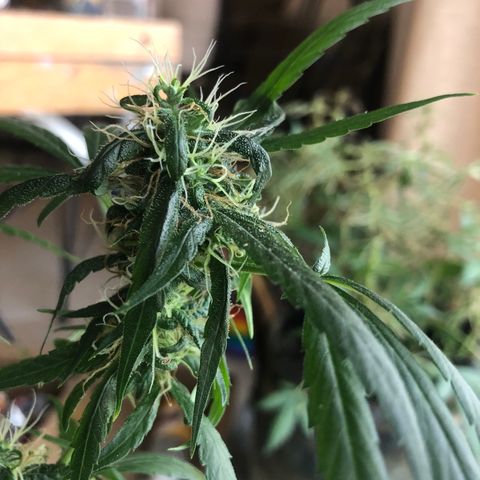 Dr. Greenspoon  growlog timeline photo