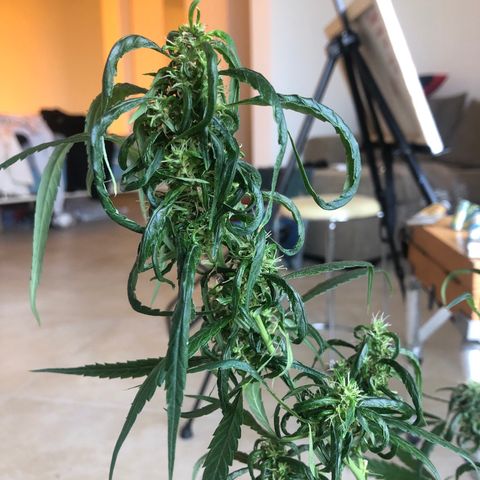 Dr. Greenspoon  growlog timeline photo