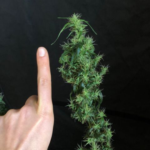 Dr. Greenspoon  growlog timeline photo