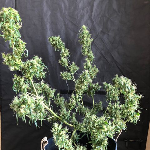Dr. Greenspoon  growlog timeline photo
