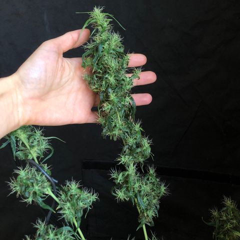 Dr. Greenspoon  growlog timeline photo