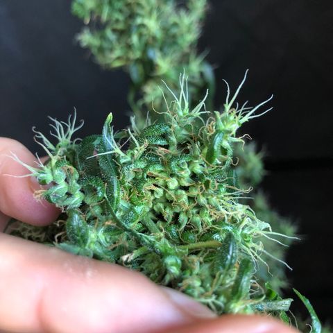 Dr. Greenspoon  growlog timeline photo