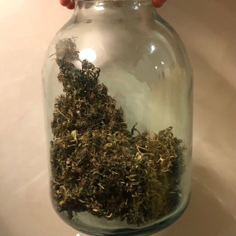Dr. Greenspoon  growlog timeline photo