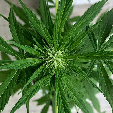 Sweet tooth auto  growlog timeline photo