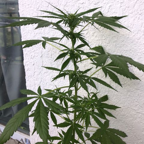 Sweet tooth auto  growlog timeline photo