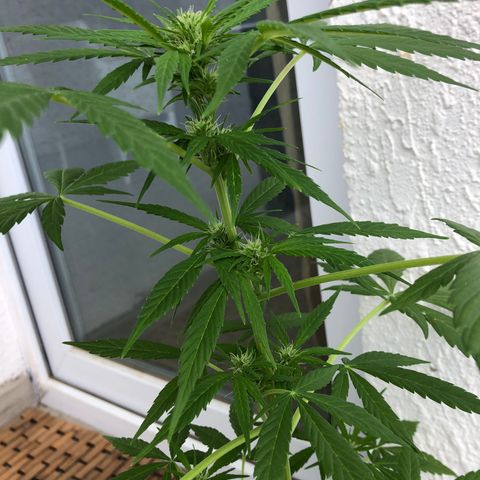 Sweet tooth auto  growlog timeline photo