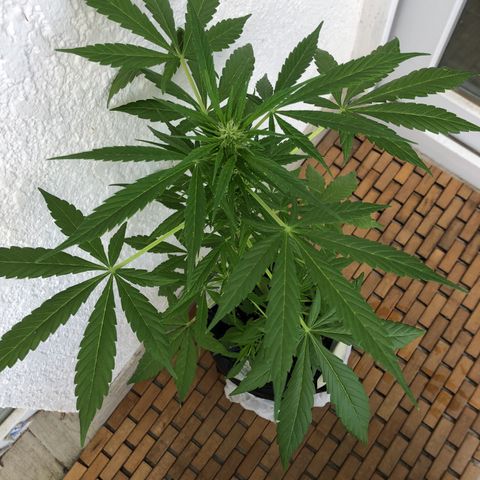 Sweet tooth auto  growlog timeline photo