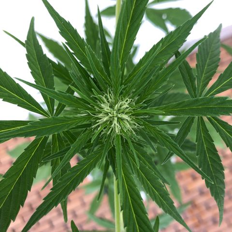 Sweet tooth auto  growlog timeline photo