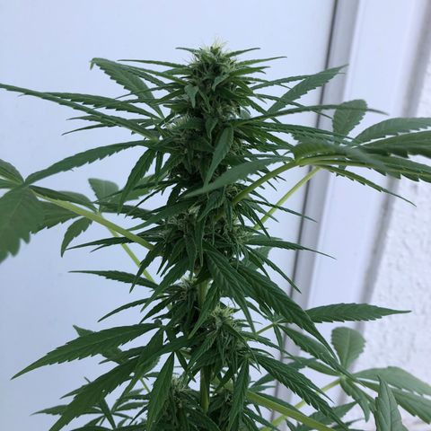 Sweet tooth auto  growlog timeline photo