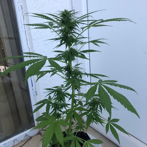 Sweet tooth auto  growlog timeline photo
