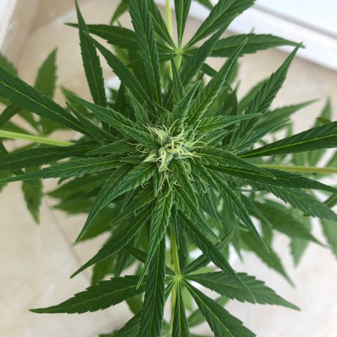 Sweet tooth auto  growlog timeline photo