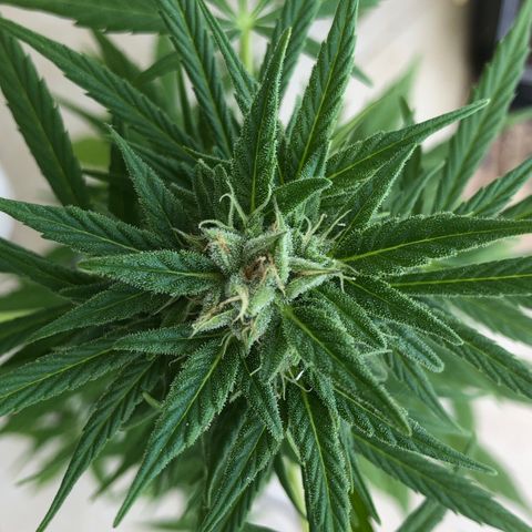 Sweet tooth auto  growlog timeline photo