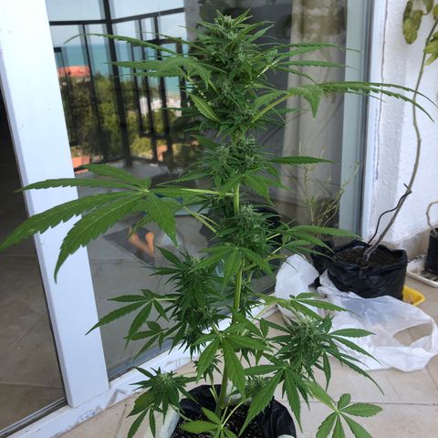 Sweet tooth auto  growlog timeline photo