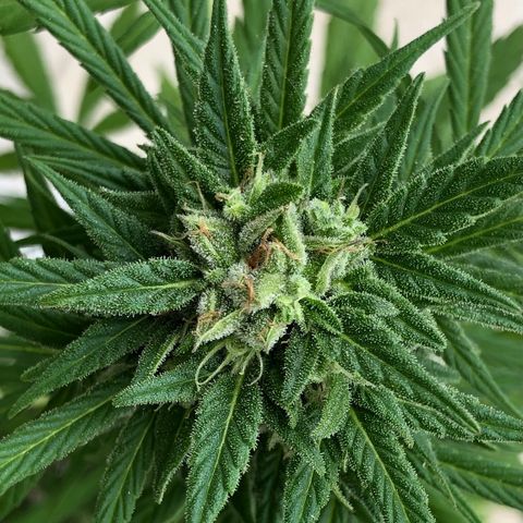 Sweet tooth auto  growlog timeline photo