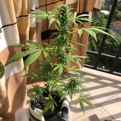 Sweet tooth auto  growlog timeline photo