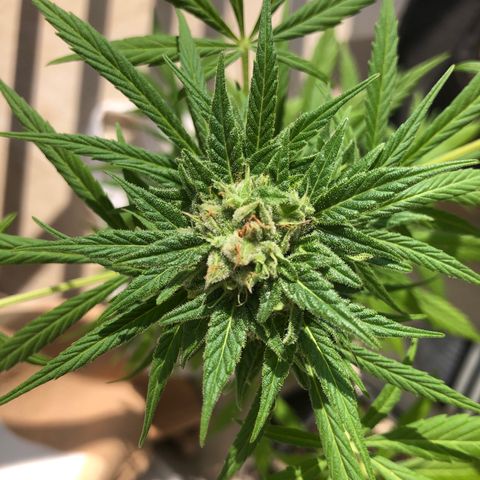 Sweet tooth auto  growlog timeline photo