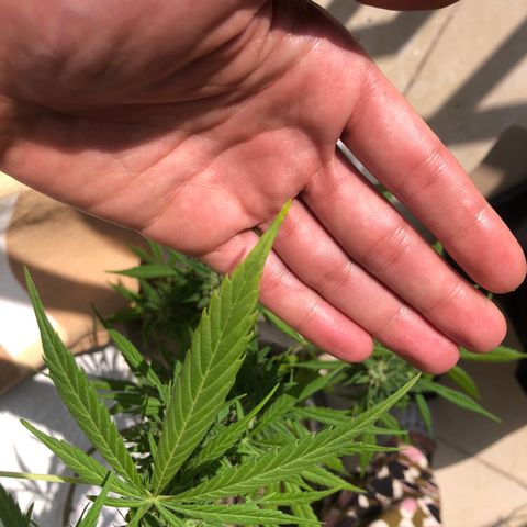 Sweet tooth auto  growlog timeline photo