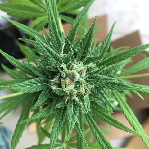 Sweet tooth auto  growlog photo: Срезала утром 3 мини веточки из середины, там усы уже очень темные, белых нет.