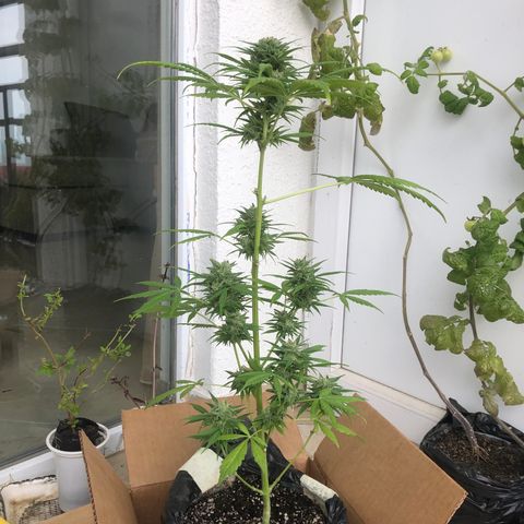 Sweet tooth auto  growlog photo: Срезала утром 3 мини веточки из середины, там усы уже очень темные, белых нет.