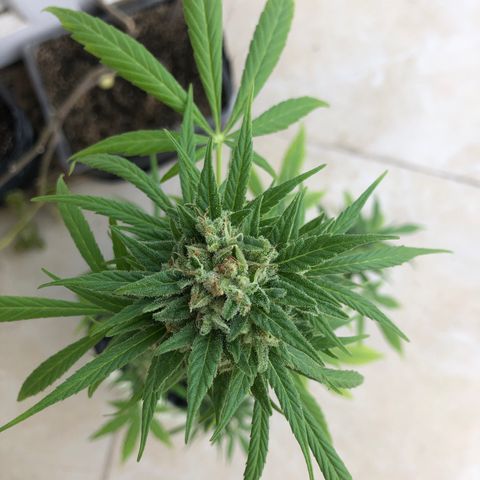Sweet tooth auto  growlog timeline photo