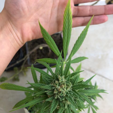 Sweet tooth auto  growlog timeline photo