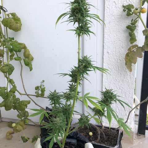 Sweet tooth auto  growlog timeline photo