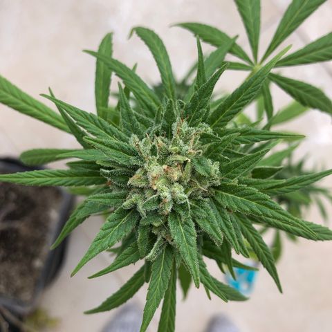 Sweet tooth auto  growlog timeline photo