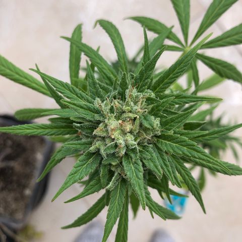 Sweet tooth auto  growlog timeline photo