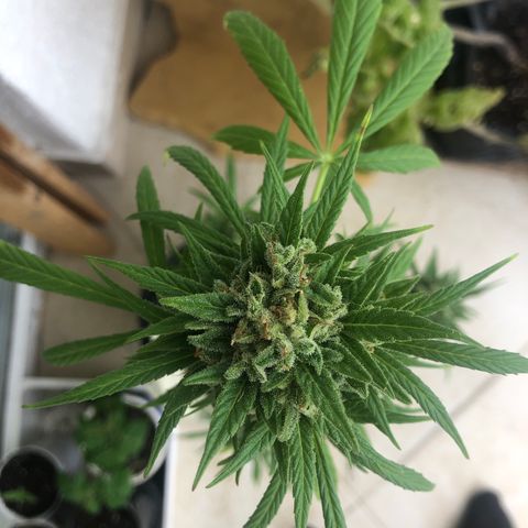 Sweet tooth auto  growlog timeline photo