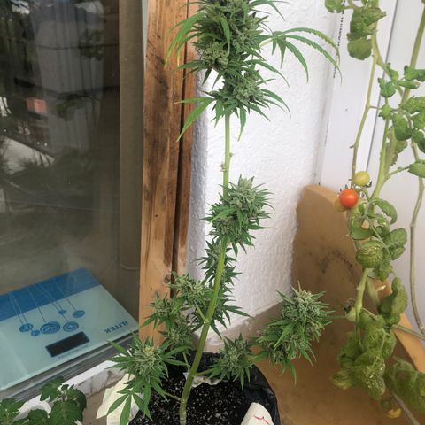 Sweet tooth auto  growlog timeline photo