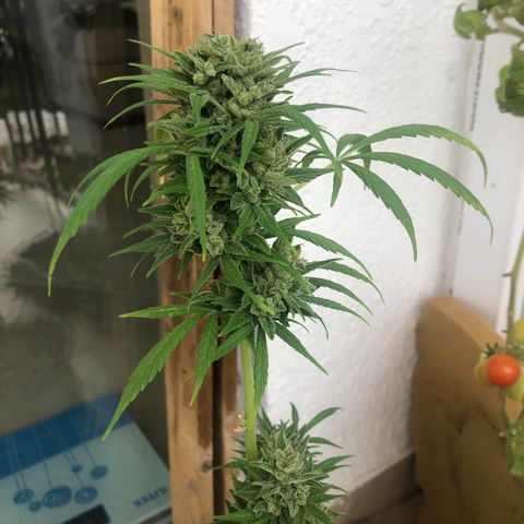 Sweet tooth auto  growlog timeline photo