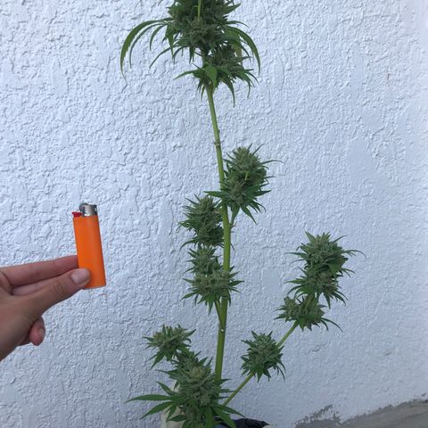 Sweet tooth auto  growlog timeline photo