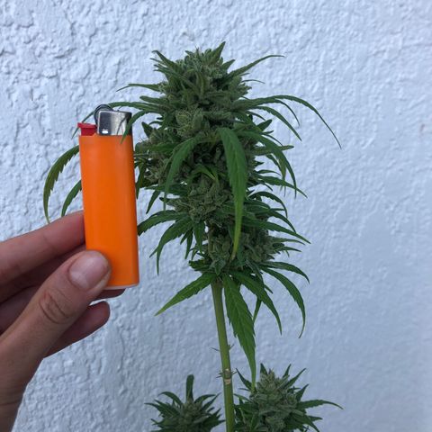Sweet tooth auto  growlog timeline photo