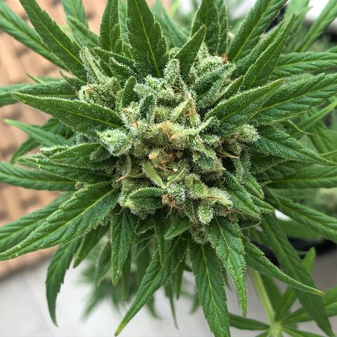 Sweet tooth auto  growlog timeline photo