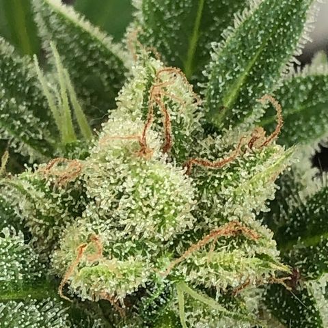 Sweet tooth auto  growlog timeline photo