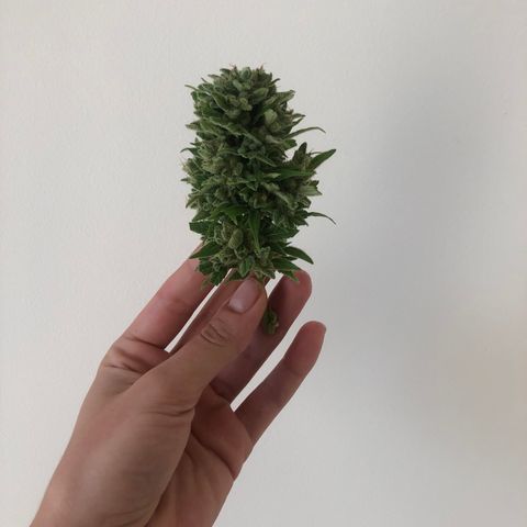 Sweet tooth auto  growlog timeline photo