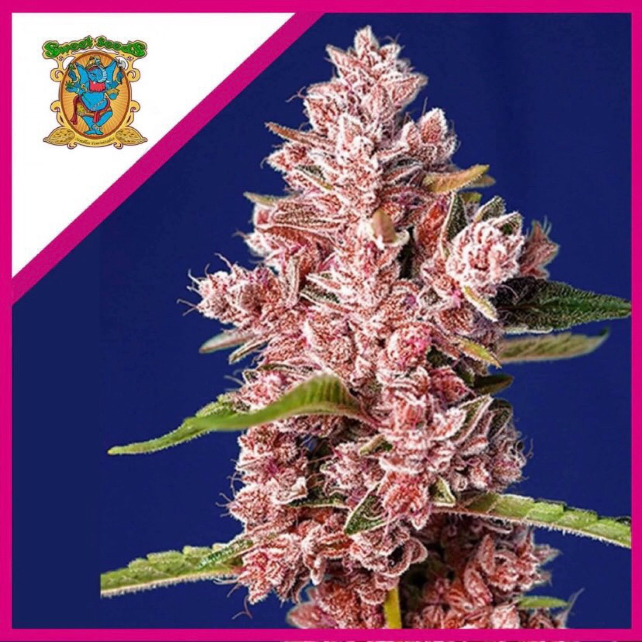 Tropicanna Poison®1 Fast Version growlog header