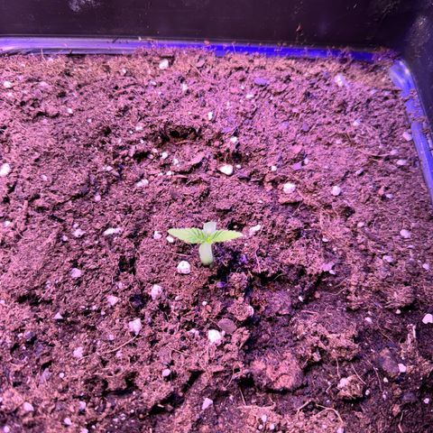 Tropicanna Poison®1 Fast Version growlog photo: 4 ejemplares 