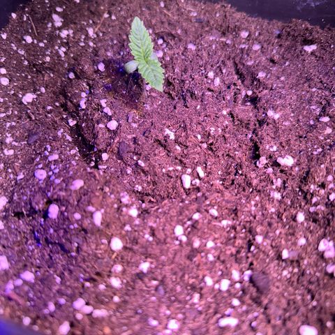 Tropicanna Poison®1 Fast Version growlog photo: 4 ejemplares 