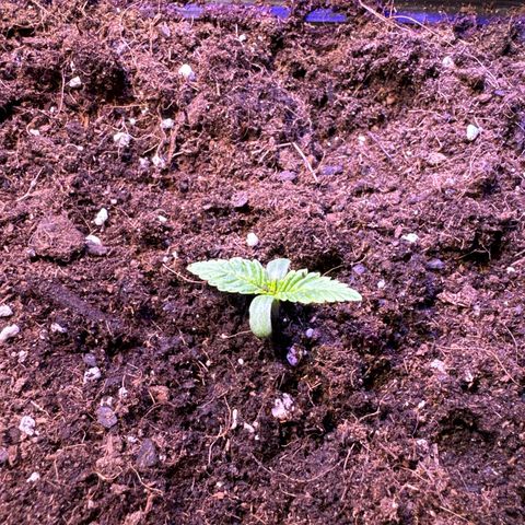 Tropicanna Poison®1 Fast Version growlog timeline photo