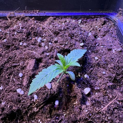 Tropicanna Poison®1 Fast Version growlog timeline photo